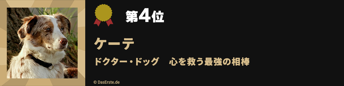 第4位ケーテ ドクター・ドッグ 心を救う最強の相棒